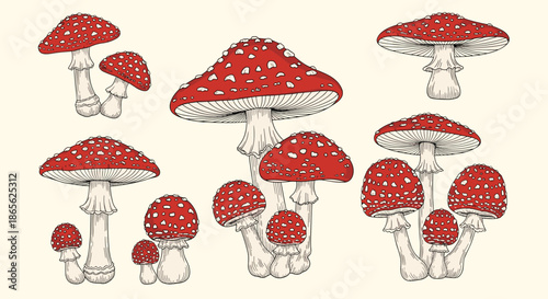 A collection of vintage-style botanical illustrations of red and white amanita muscaria mushrooms in various groupings and sizes.