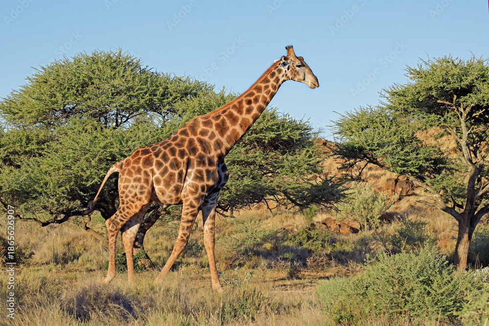 Fototapeta premium A giraffe (Giraffa camelopardalis) in natural habitat, Mokala National Park, South Africa