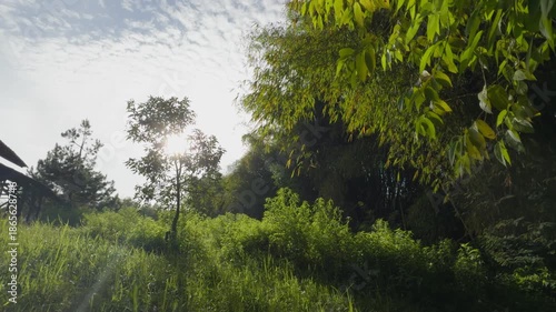 Wide slow panning shot showing lush foliage, green grass, and trees in a fresh morning nature in 4K. Backlight from sunlight in a clear blue sky.