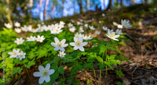 Quadro su tela Spring white flowers in the forest