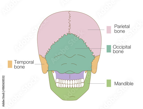Color-Coded Anatomical Diagram of the Skull from a Posterior View (Educational and Medical Use, English Labels)