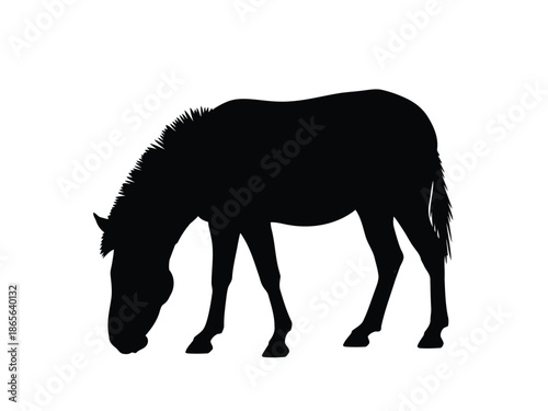 Vector silhouette of black silhouette of a horse grazing with head down and legs standing