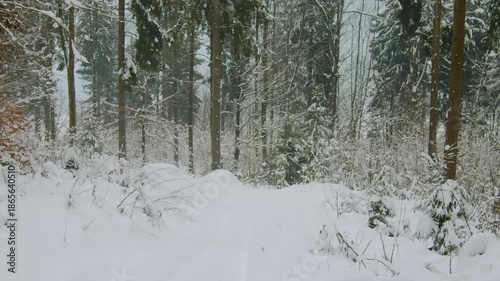 Wallpaper Mural Serene winter landscape footage capturing a snow-covered forest trail with tall pine trees and deep snow. The peaceful natural environment is located near the Vilshany Reservoir in the Carpathian regi Torontodigital.ca