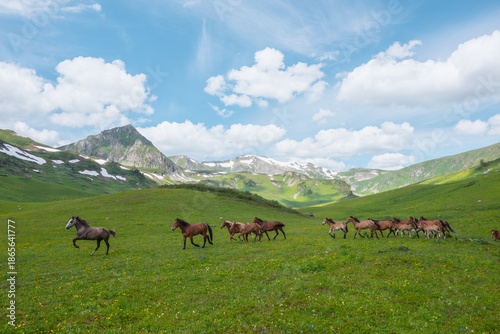 Brown horses run through flowering meadow with view to mountain ridge with sn...