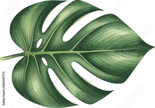 Vibrant green tropical monstera deliciosa leaf isolated on white background perfect for summer botanical design and nature projects