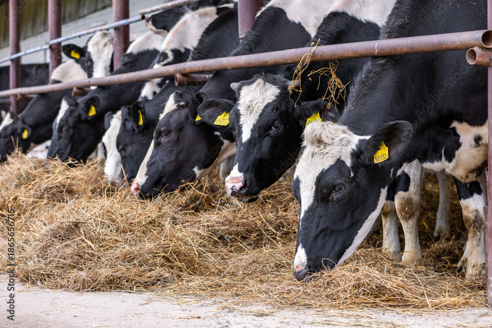 Ταπετσαρία Healthy dairy cows feeding on fodder standing in row of stables in cattle farm barn with worker adding food for animals in blurred background