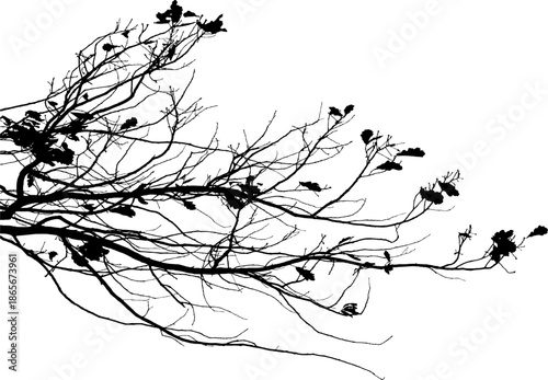 Vector illustration of natural oak tree branch with leaves