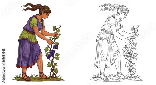 Ancient Woman Picking Grapes in Vineyard Coloring Page Garden Harvest Detailed Illustration