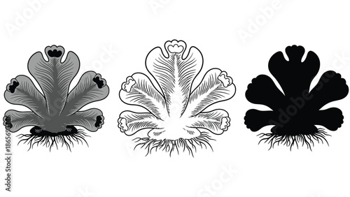 A set of three botanical illustrations of a flower in different styles