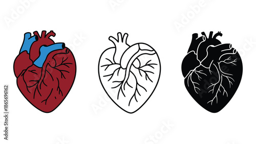 Anatomical heart illustrations in different colors and styles