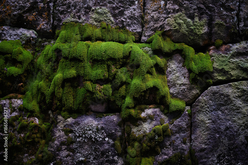 石垣にはえるコケ
