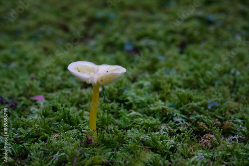 苔の中に生える白いキノコ