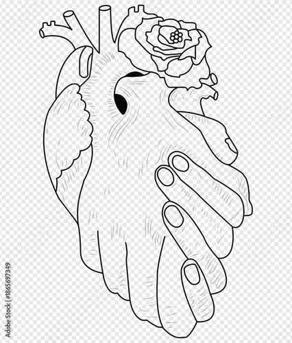 Anatomical heart vector silhouette icon.heartbeat, cardiovascular, anatomy, medical, health, cardiology illustration, biology, organ, human heart. Human Heart, Cardiac Muscle Line .Unique heart icon.