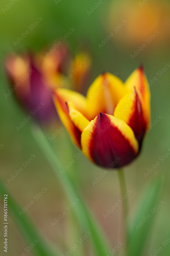 Fototapeta premium Tulips blooming in spring. Tulip petals. Blooming tulips outdoors. Tulips with spring background. Tulips in a spring garden. Seasonal spring tulip flowers.