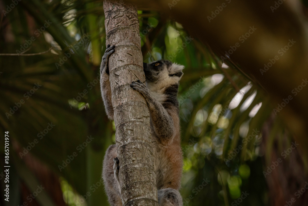 Naklejka premium Portrait of a lemur close up