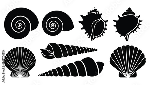 Collection of various seashells and conch shells in illustration for marine and beach themes with marine life Silhouette vector on whit Background