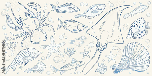 A delicate sketch of various marine life including fish crabs and shells