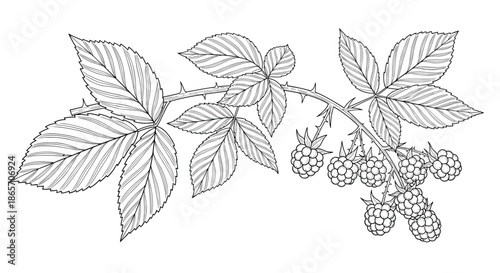 Detailed botanical line drawing of a berry branch with green leaves and multiple clusters of fruits for nature themed illustrations.