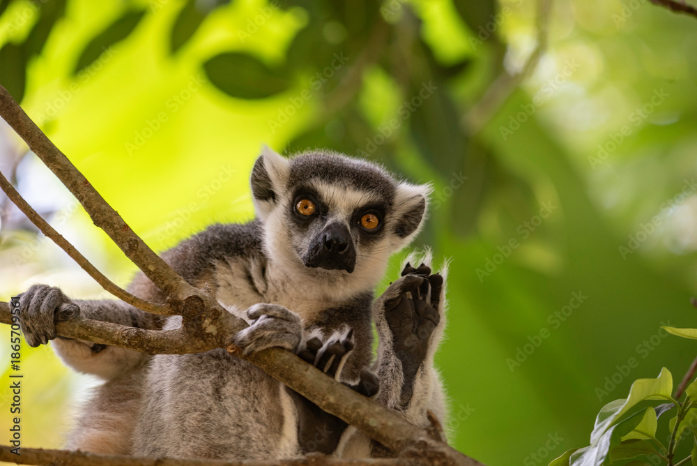 Obraz premium Portrait of a lemur close up