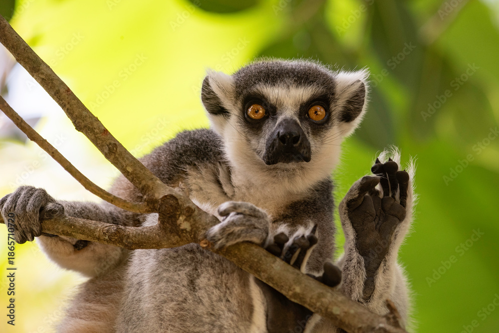 Naklejka premium Portrait of a lemur close up