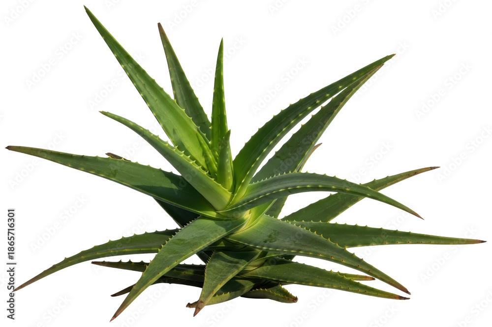 Fototapeta premium Green aloe vera succulent plant with thick fleshy pointed leaves on a transparent background