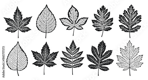 Detailed black leaf icons with intricate internal textures and vein structures for sophisticated botanical and nature designs.