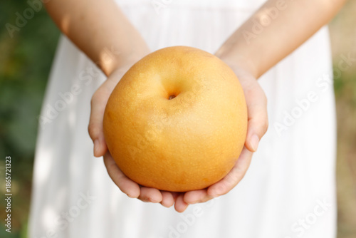 Fresh Golden Pear in Hands - Laiyang Shandong Autumn Harvest