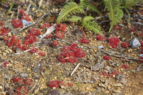a colony of spoon leaved sundew stained red