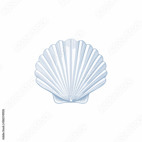 seashell on white background