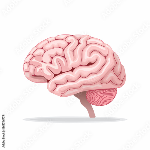 human brain
