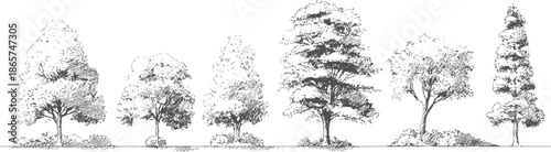 Collection of seven different trees in a row rendered in a sketchy black and white style nature forest
