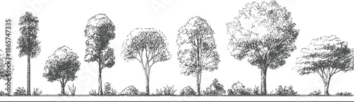 Hand drawn of diverse trees and bushes in a row nature plant foliage leaf