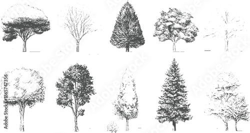 Collection of ten diverse hand drawn trees in grayscale style nature forest botanical
