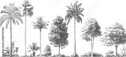 Line of various palm trees and leafy trees in a row nature