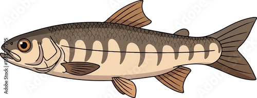 A detailed illustration of a spotted river fish with brown fins and tail