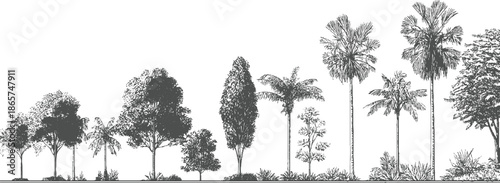 Collection of diverse trees and palm trees in a line style tropical foliage botanical