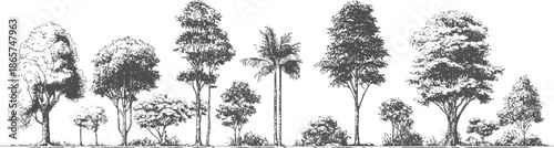 A line of diverse trees and foliage rendered in a sketchy black and white style plant plants