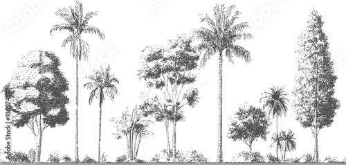 Diverse collection of trees and palm trees in a line style tropical foliage nature