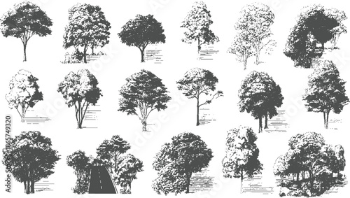 Collection of diverse deciduous trees in a sketchy black and white style nature forest woodland