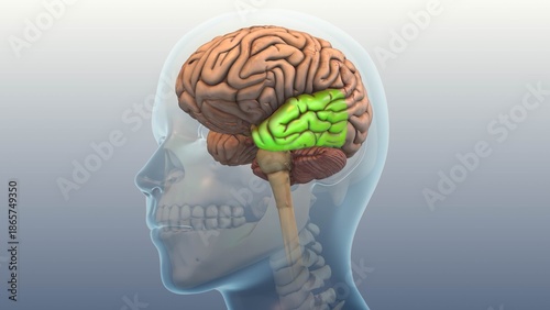 Temporal Lobe Condition Triggering Tinnitus Symptoms