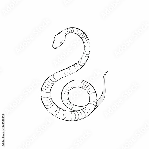 vector illustration of a snake