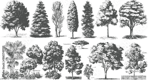 Collection of diverse trees and plants rendered in a detailed grayscale style