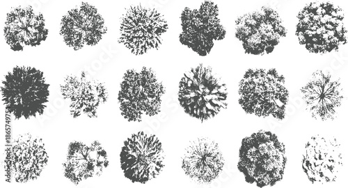 Collection of fifteen grey tree tops viewed from directly above on a white background trees aerial overhead