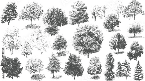 Collection of diverse deciduous and coniferous trees in a sketched monochrome style forest nature plant