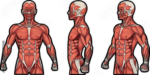 Anatomical study displays muscular system in three-quarter, profile, and front views