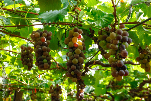 Canvas-taulu Giant Purple and Green Grapes Ripening on Vine During Peak Harvest Season