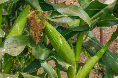 Fresh Mature Corn Stalks in Agricultural Field