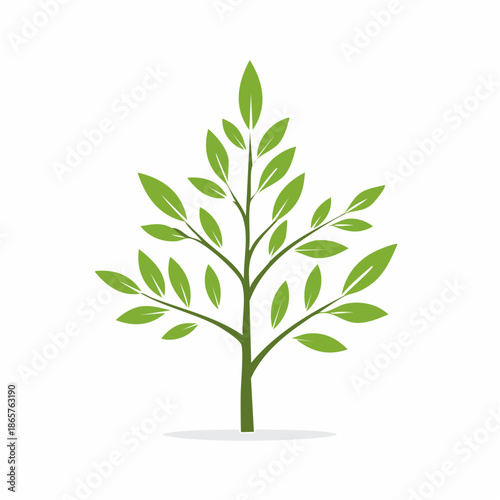 green tree isolated on white