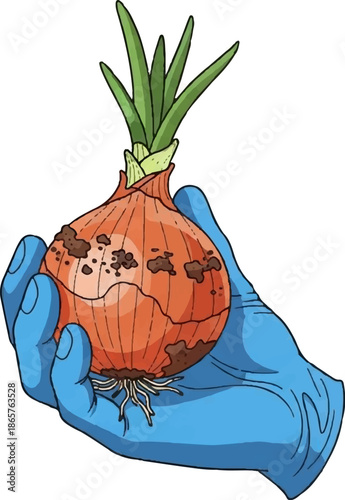 Blue gloved hand holds a soil-covered onion with roots and green sprouts