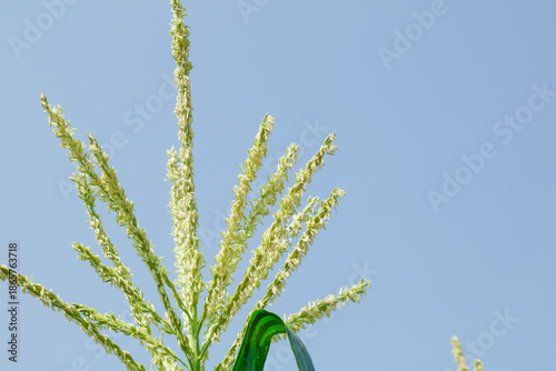 Foto Fresh Ripe Corn Stalks and Green Leaves Against Blue Sky